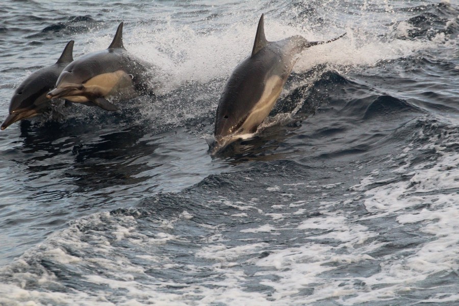 Common dolphins leaping in the boat wake