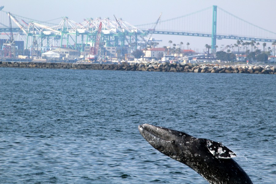 Gray whale breaching with the port and break wall in the background