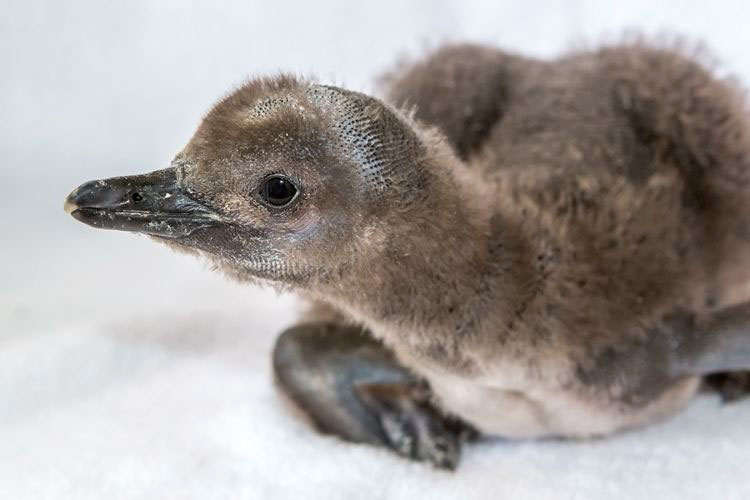 Baby penguin chick