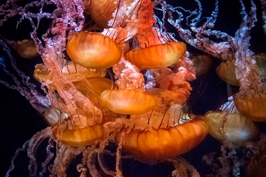 Grouping of orange colored sea jellies
