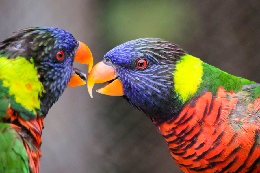 Lorikeets touching their beaks together