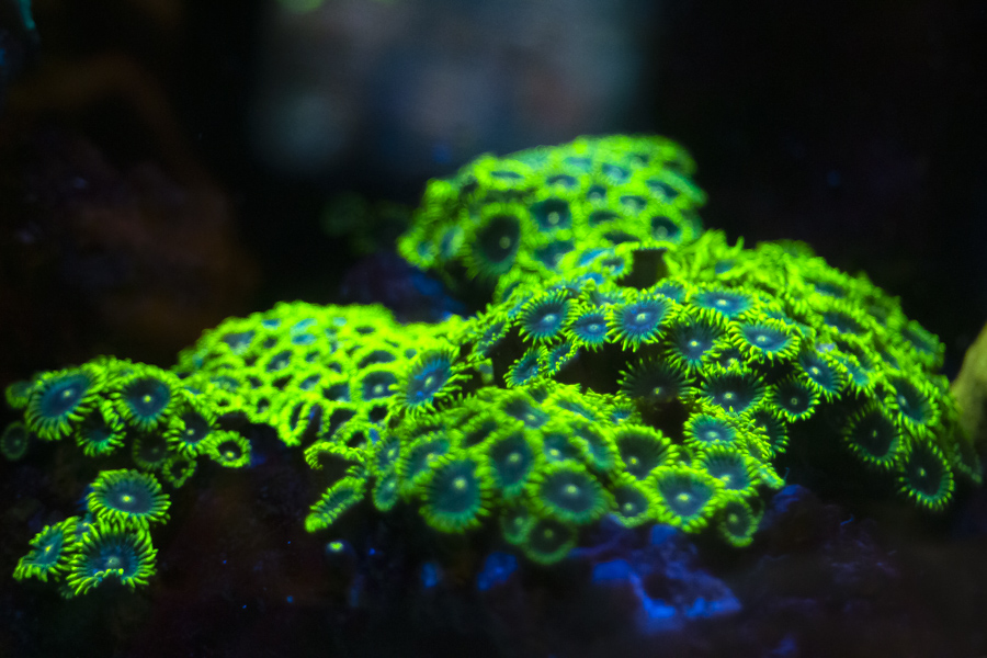 Glowing coral zoanthus