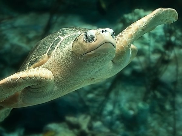 Sea Turtles thumbnail