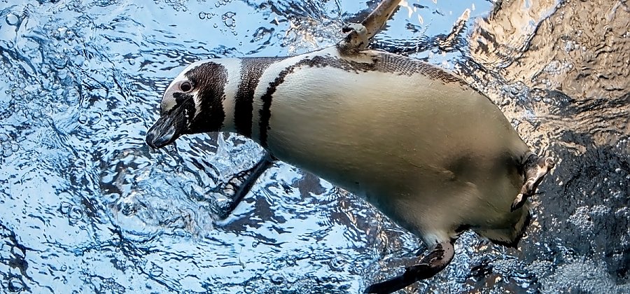Newsom the penguin as seen from below