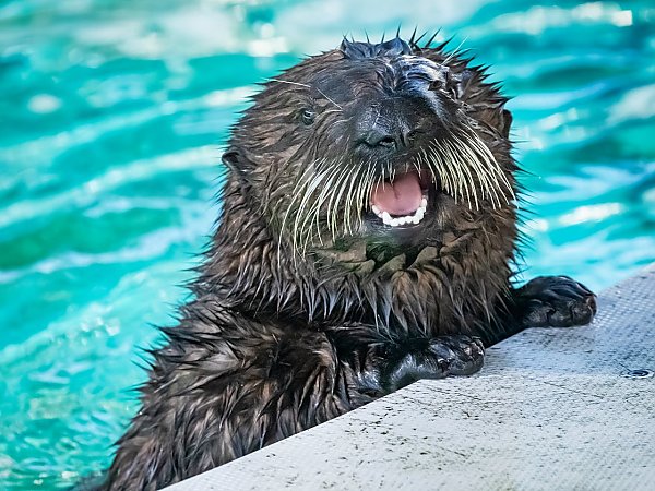 /email_images/otter-pup-water-riggs_1120x840.jpg{title}{/calendar:mainimageEV}