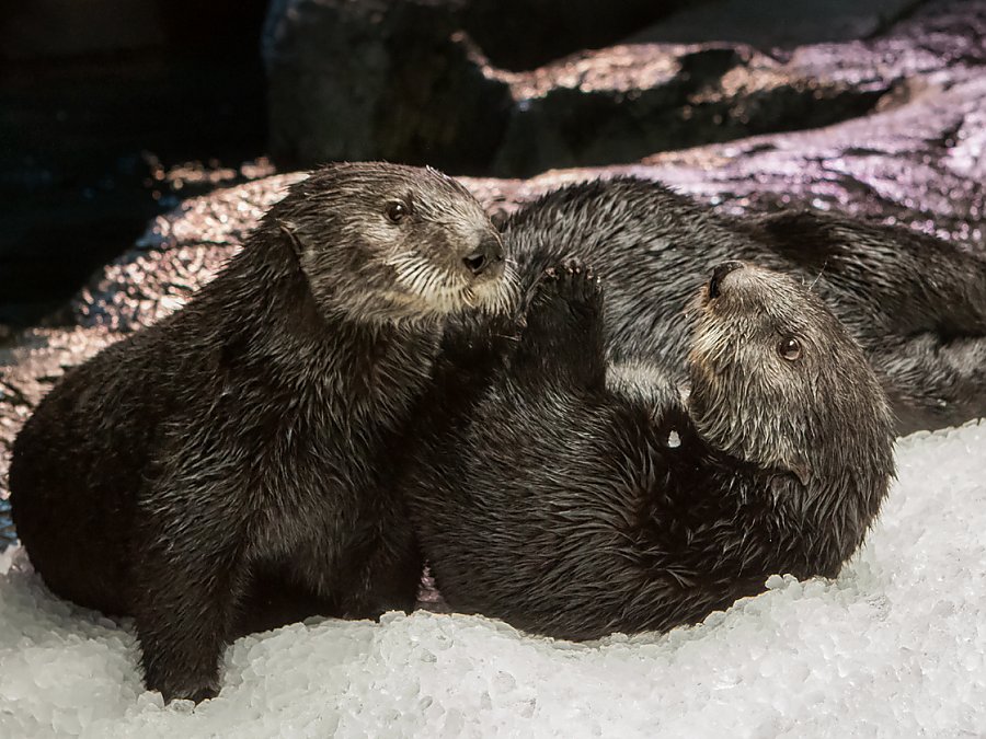two sea otters close together