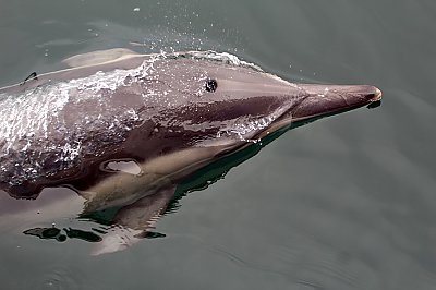 Looking down at the melon of a common dolphin - thumbnail