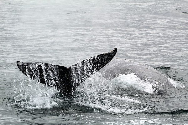 Gray whales, one fluking