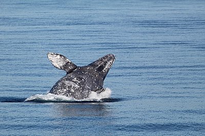 Gray whale breaching - thumbnail