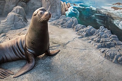 Sea Lion sitting in exhibit - thumbnail
