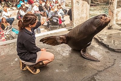 Trainer and sea lion - thumbnail