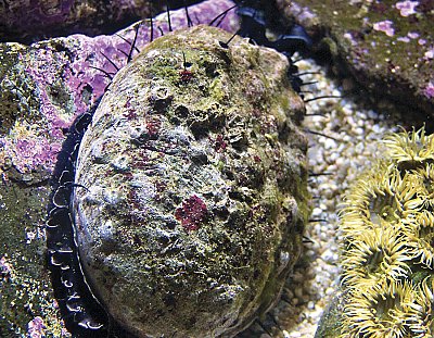 Red abalone in water - thumbnail
