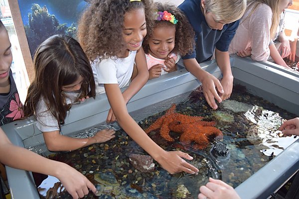 Kids at a tidepool touch tank