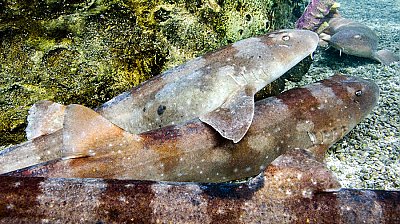 Brown-banded bamboo shark clustered together - thumbnail