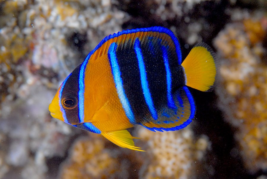 Juvenile orange and blue fish, Cortez Angelfish