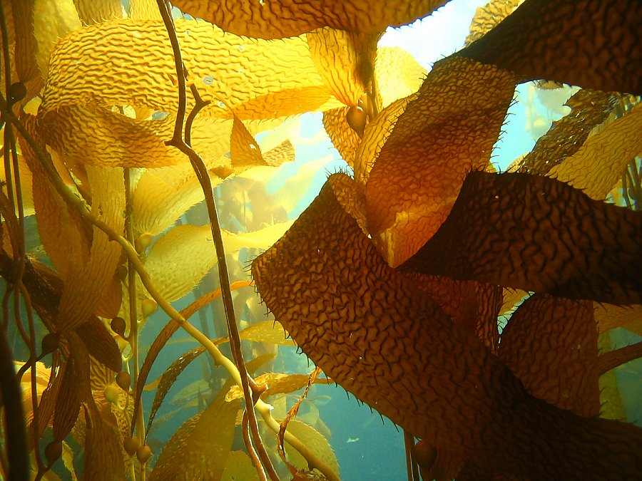 crowded giant kelp in the water column