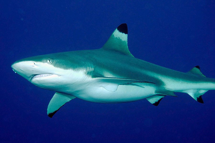 blacktip reef shark swimming