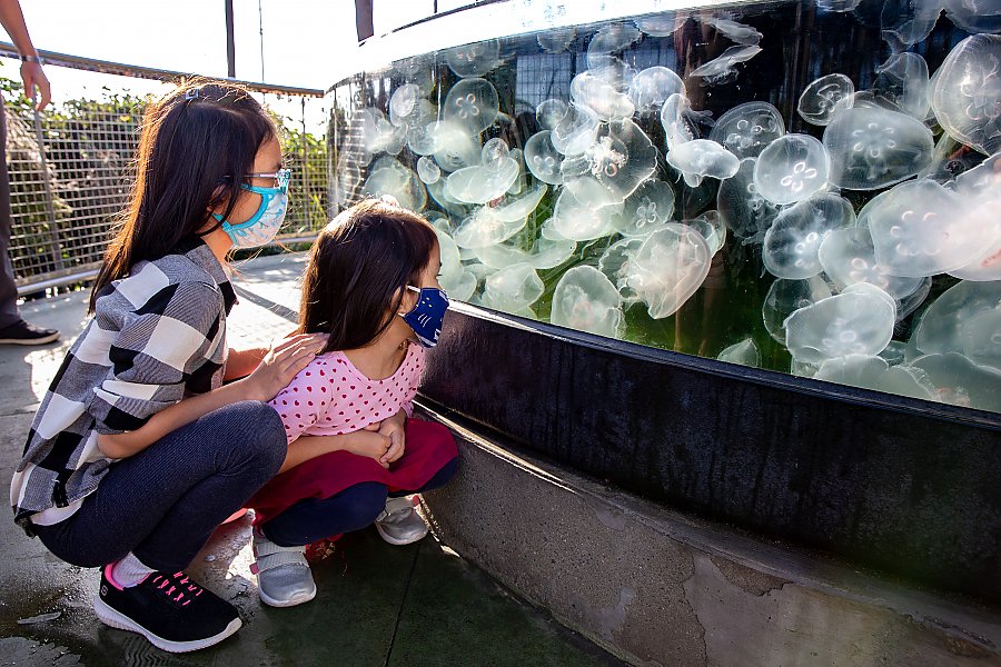 Two masked girls look at moon jellies in an outdoor exhibit