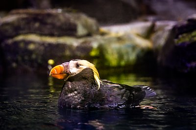 Tufted Puffin Swimming - thumbnail