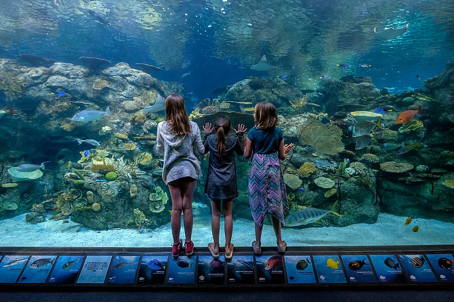 three girls look into a large tropical reef exhibit that encompasses whole field of view