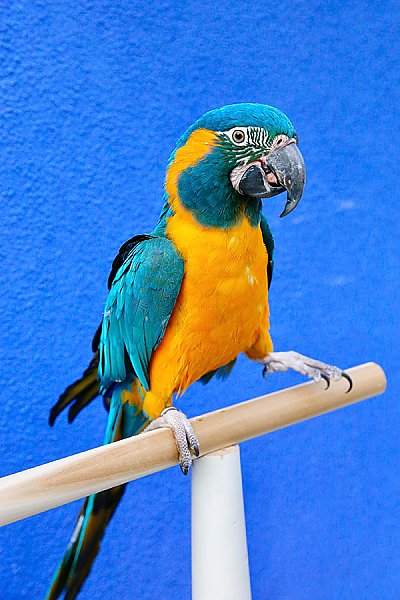 Blue Throated Macaw (Benny) - thumbnail