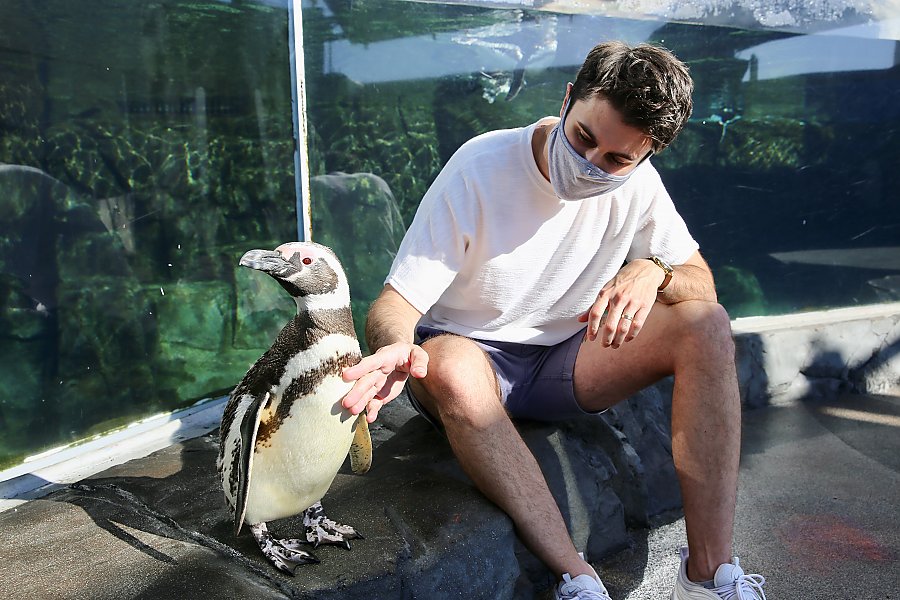 Masked man gently pets penguin chest