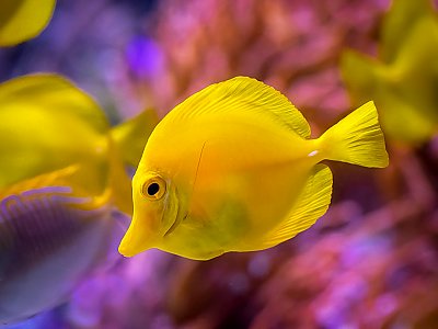 Yellow fish with pinkish blue background - thumbnail