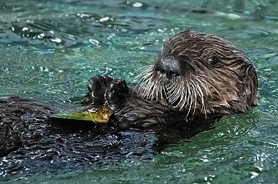 Sea otter pup swimming on its back looking at the camera - thumbnail