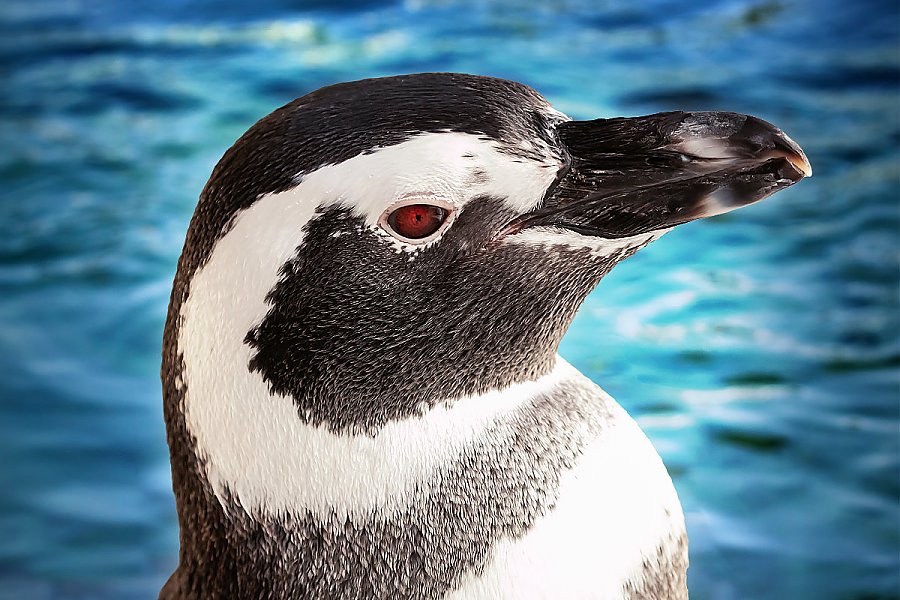 Penguin Cleo portrait with blue water background