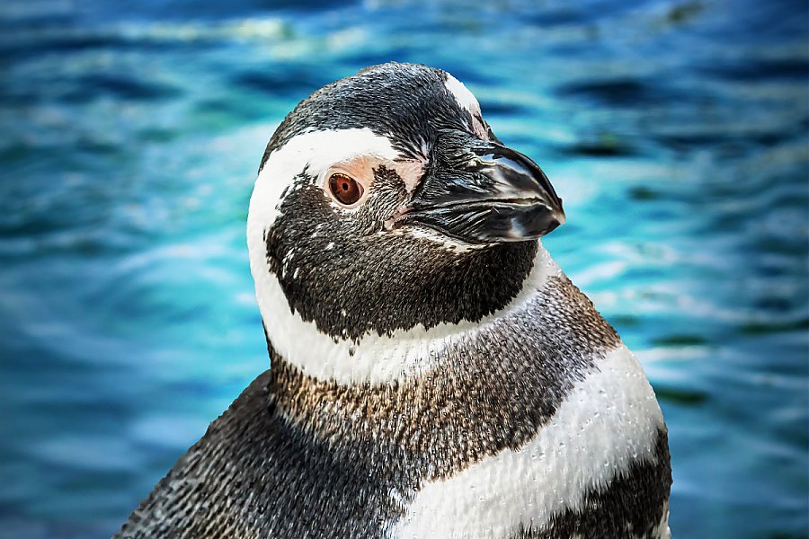 Penguin Fisher portrait with blue water background