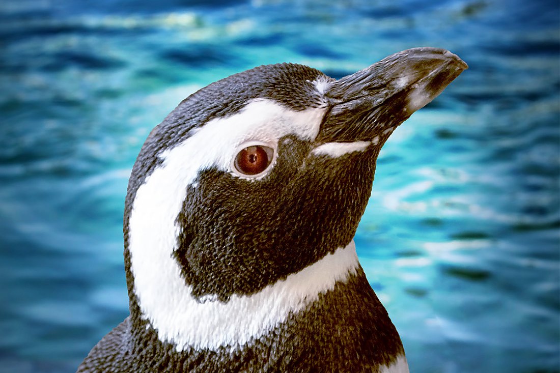 Penguin Kate with blue water background