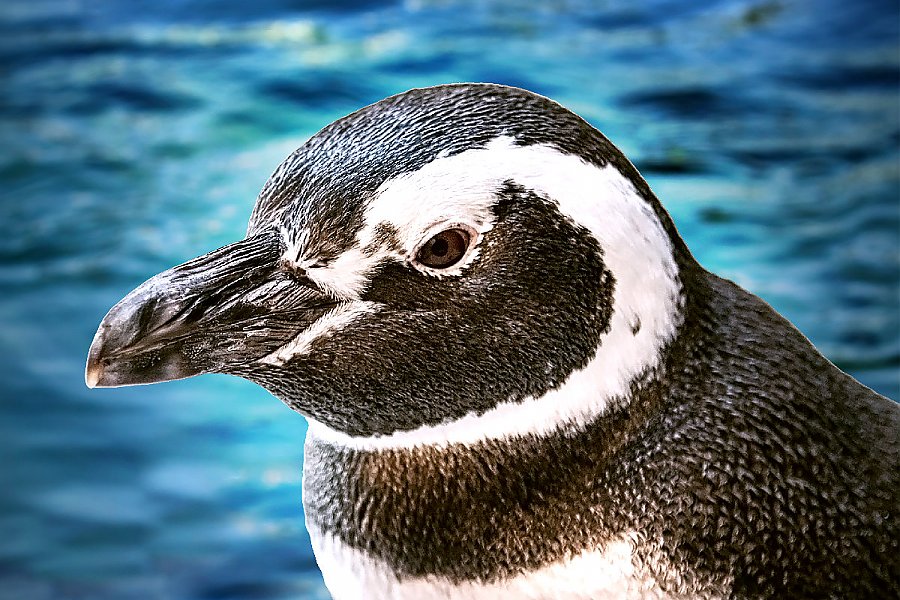 Penguin Mattson with blue water background
