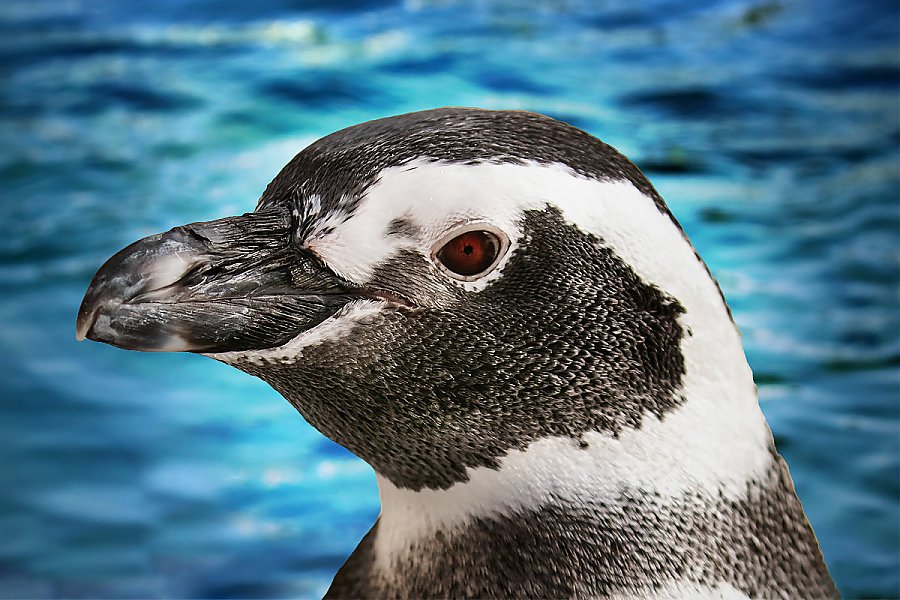 Penguin Wally portrait with blue water background