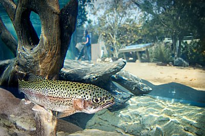 steelhead fish with exhibit in background - thumbnail