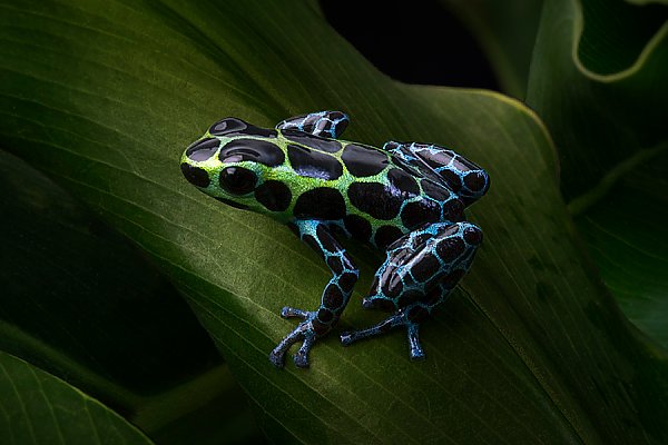 Variable Poison Dart Frog on leaf