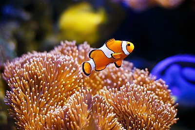 Orange fish with white and black stripes swimming near orange sea anemone - thumbnail