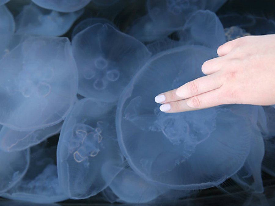 moon jelly touch experience