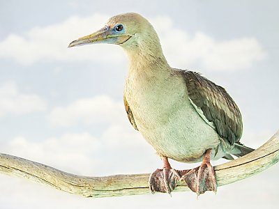 Red Footed Booby - thumbnail