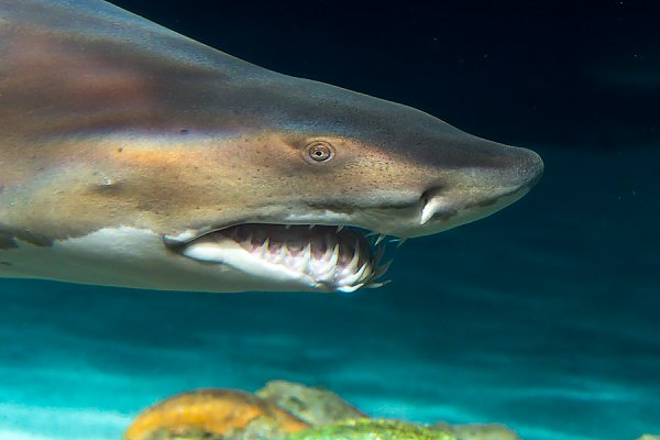 Sand tiger shark face close up
