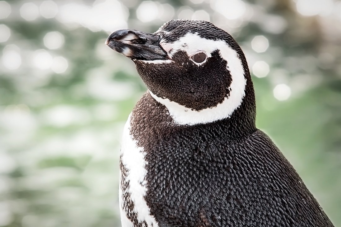 magellanic penguin portrait shot