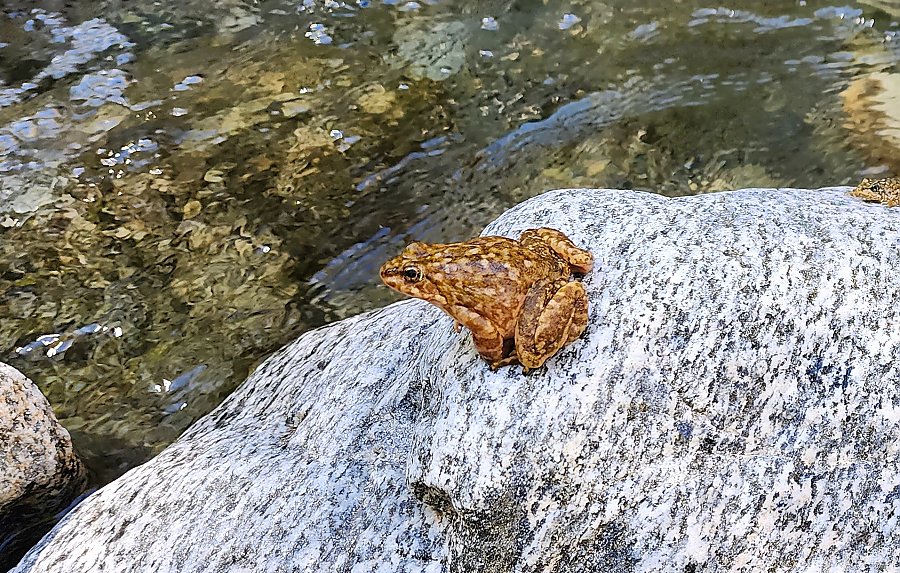Mountain yellow legged frog sitting on a rock by a body of water