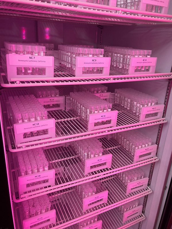 test tubes on racks in a refridgerator