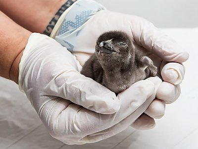 Penguin chick in gloved hands looking at the camera - thumbnail