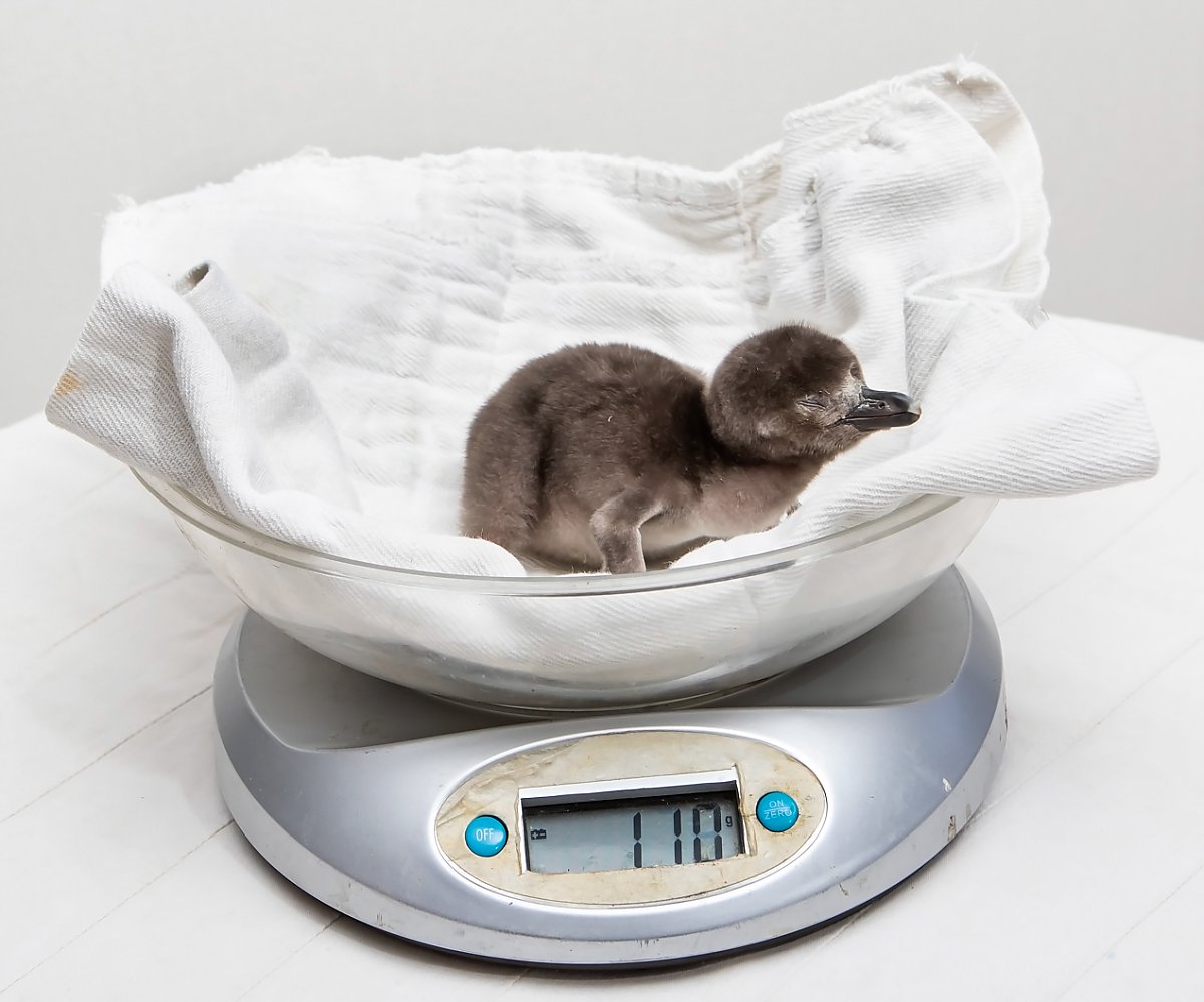 Penguin chick on scale