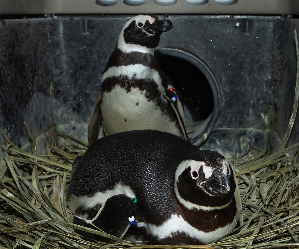 Penguin pair sitting in nest