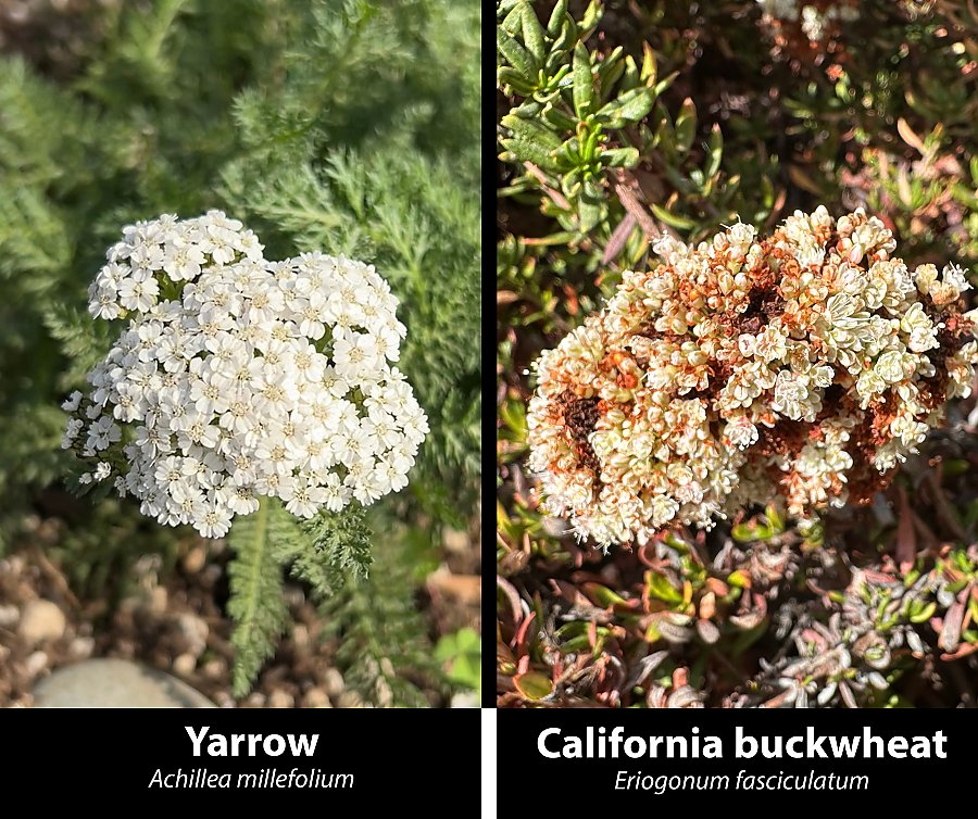 Yarrow and California buckwheat