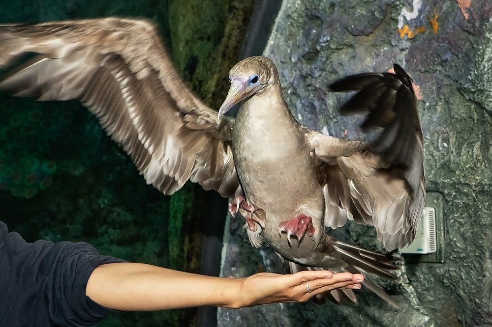 Large red-footed booby bird landing on trainers hand