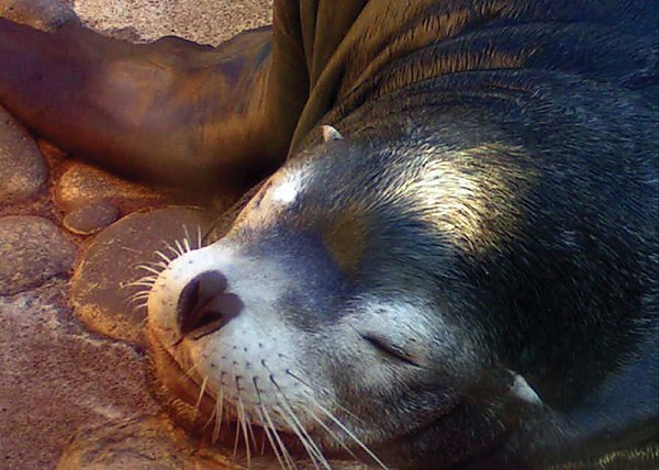 Sea lion lying down with its eyes closed
