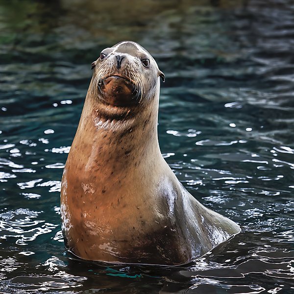 California sea lion half out of water