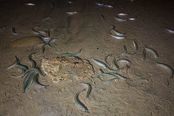 Grunion fish on beach sand at night